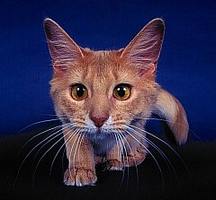 Gatti (308)